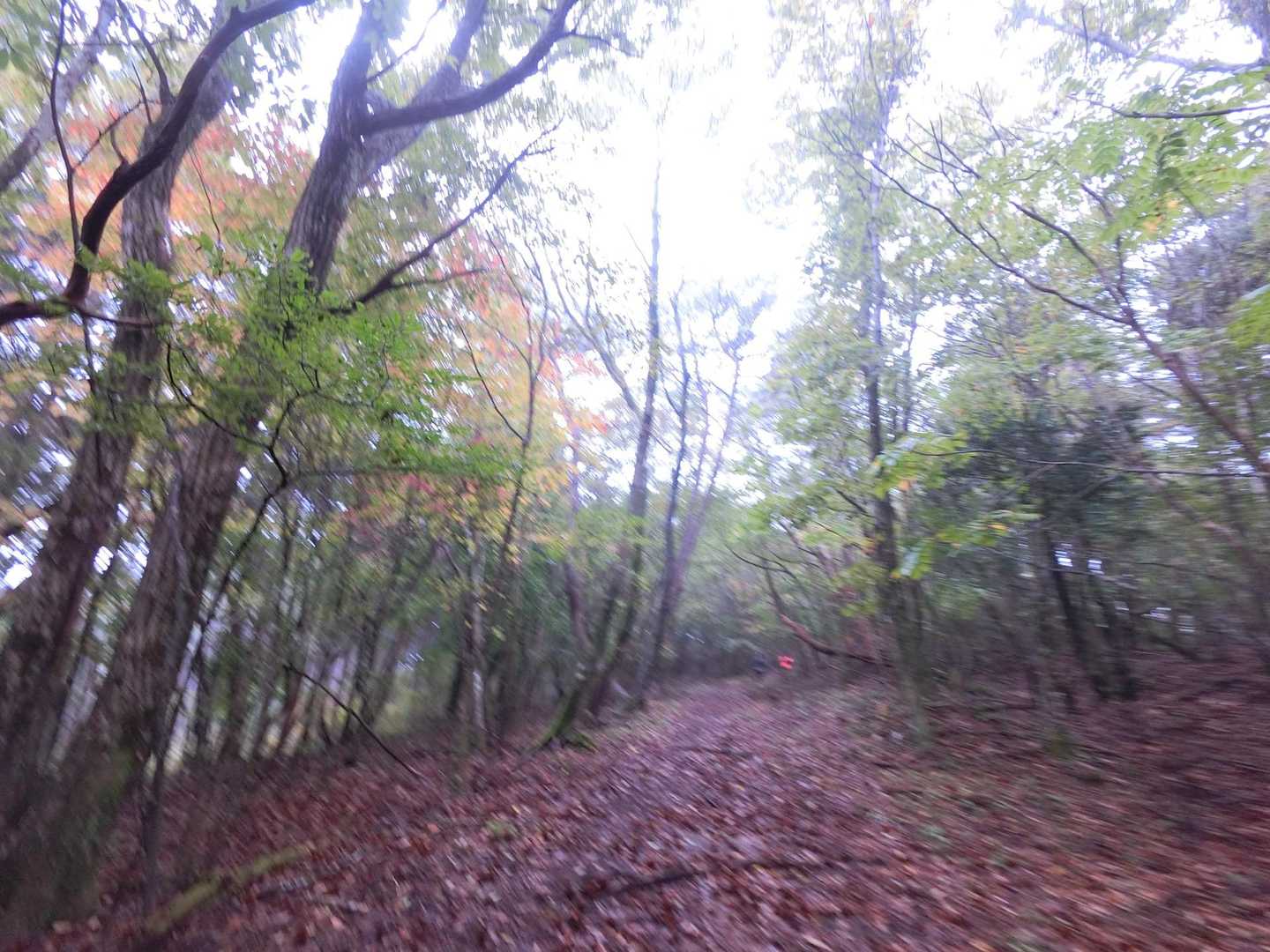 紅葉もちらり〜🍁
