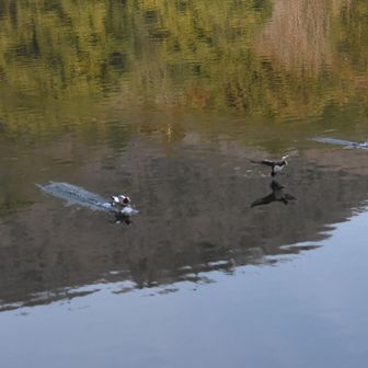 大池のカモ