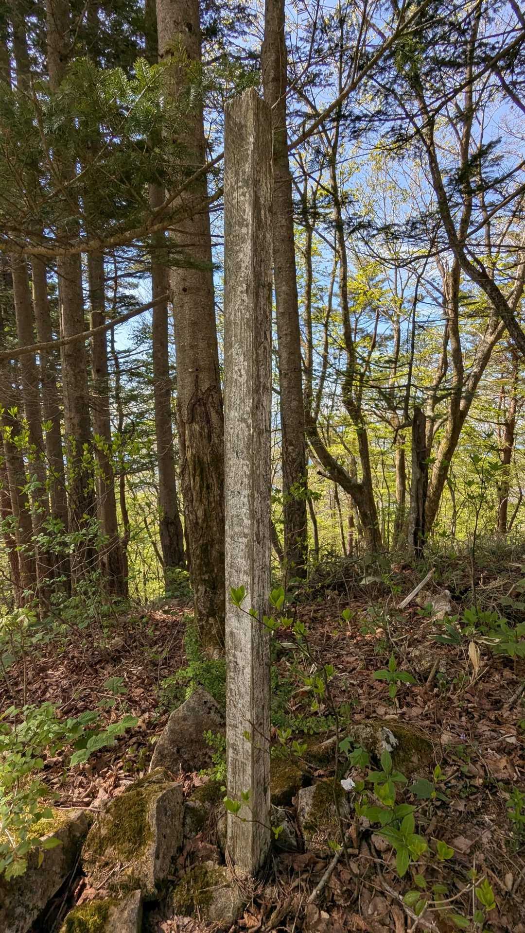 YAMAPでの風越山頂🙌
山名板、行きも帰りも見当たらなかったので、白い棒？を撮っときました😅