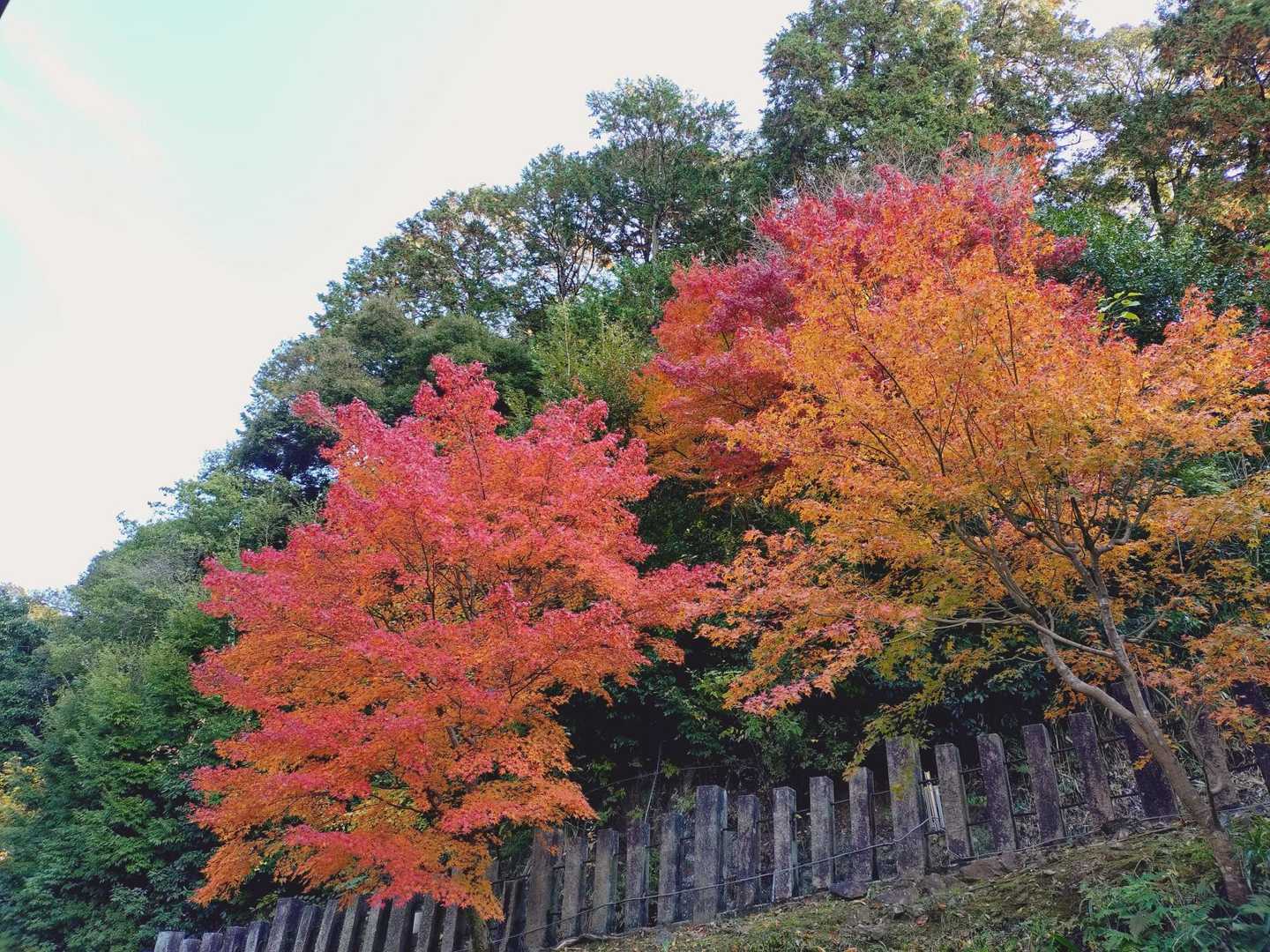 風に舞う紅葉もきれい