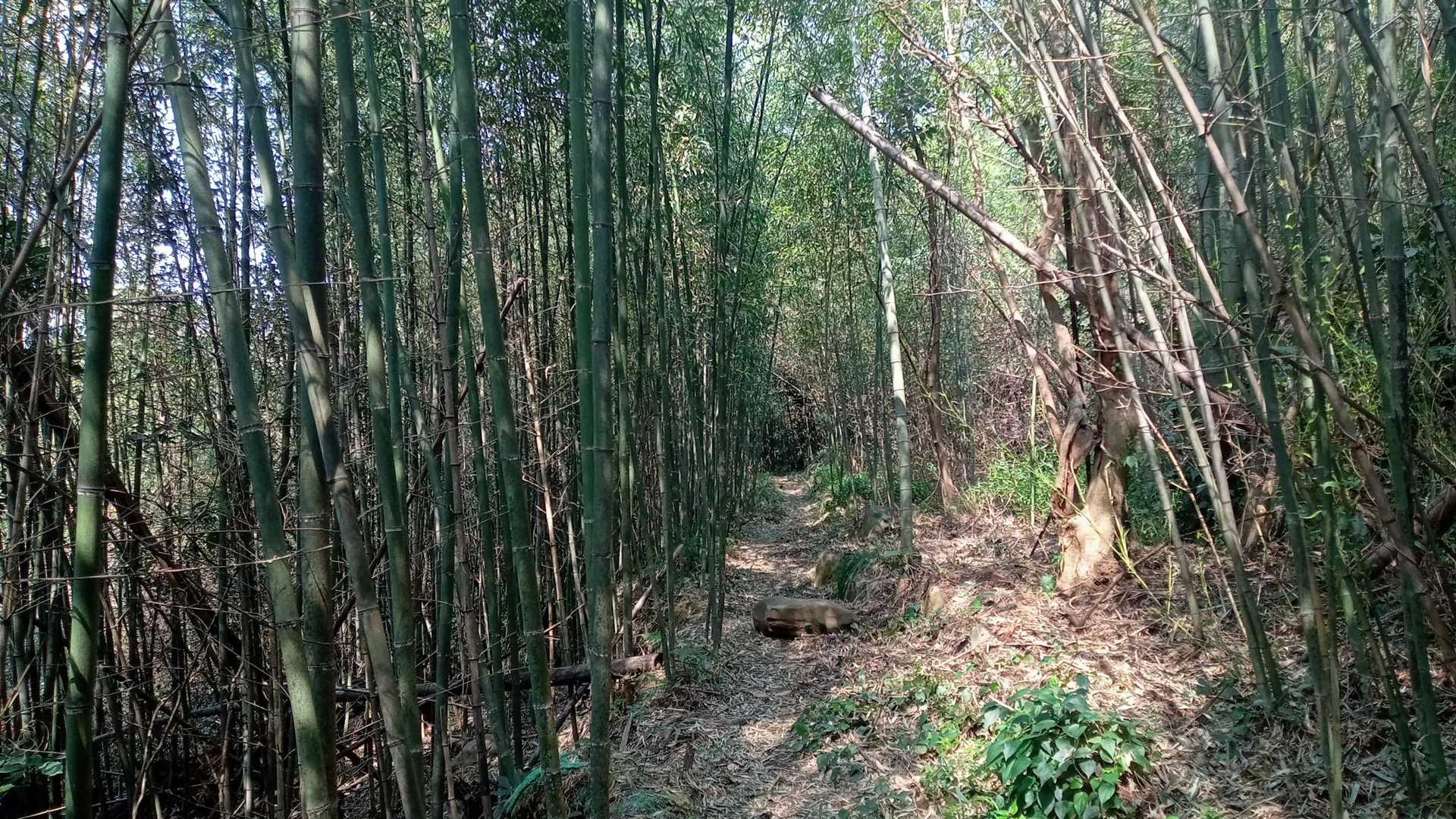 竹の区間
夏場は蚊が多そうだな