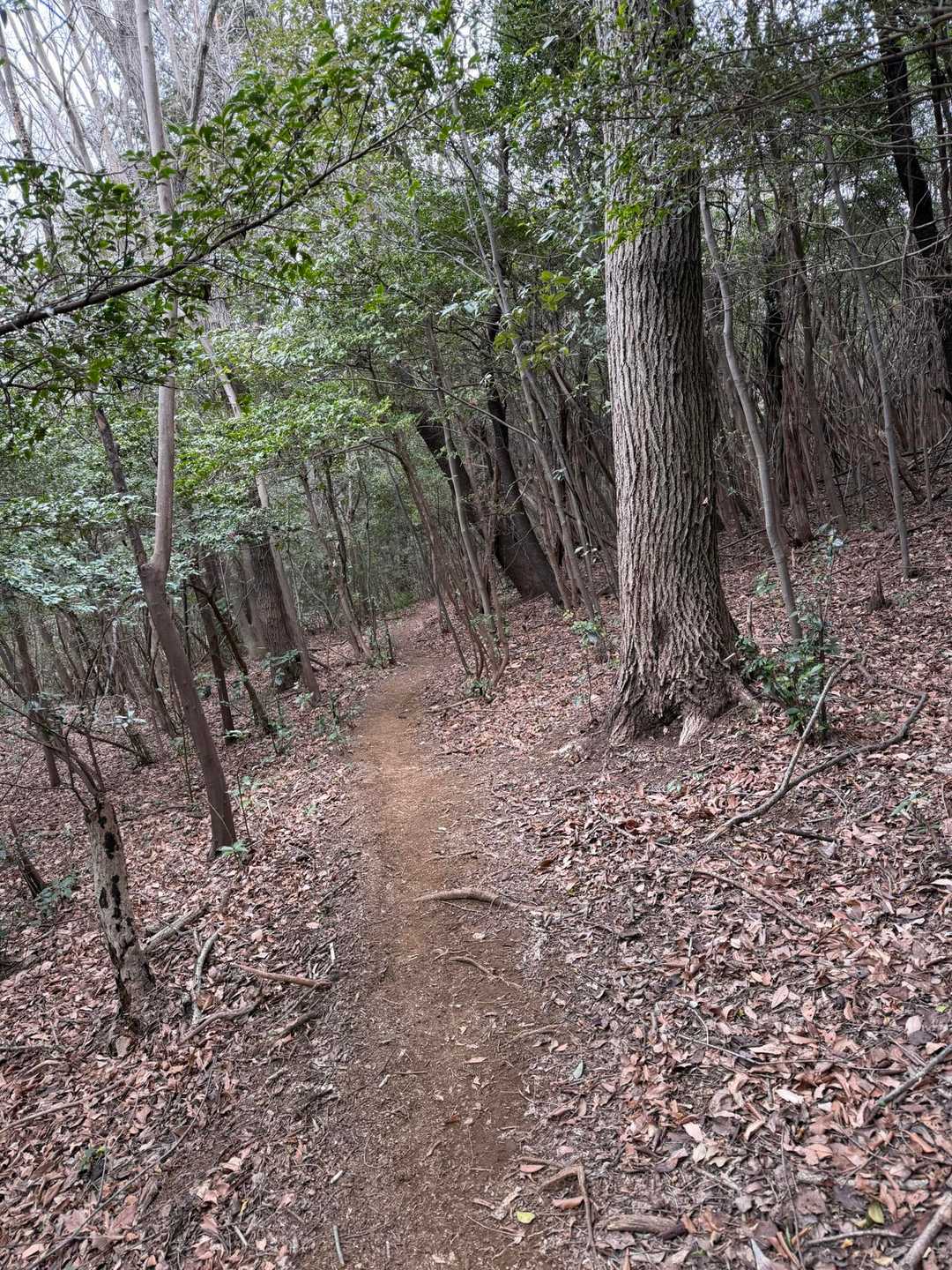 仙元山遊歩道入口-仙元山-城山-大日山-物見山-仙元山遊歩 周回コースの写真
