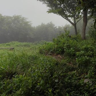 山頂の様子　南側が開けています。