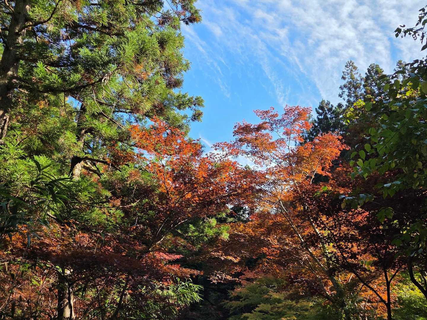 げざーん🍁