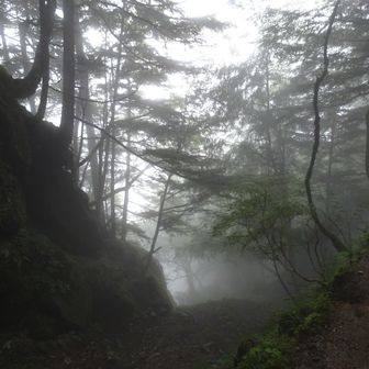 何やらガスってきました。幻想的。昼過ぎから雨予報。でも降りませんでした♪