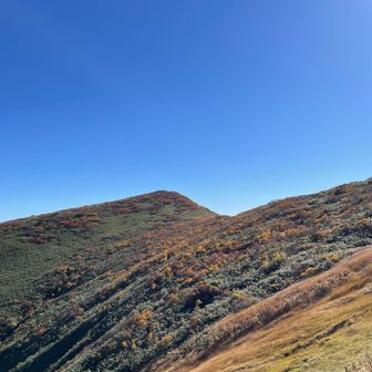 草紅葉の斜面の先に山頂⛰️