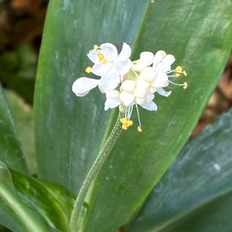 登山口にヤブミョウガ。
他のお花には会えるかなー？