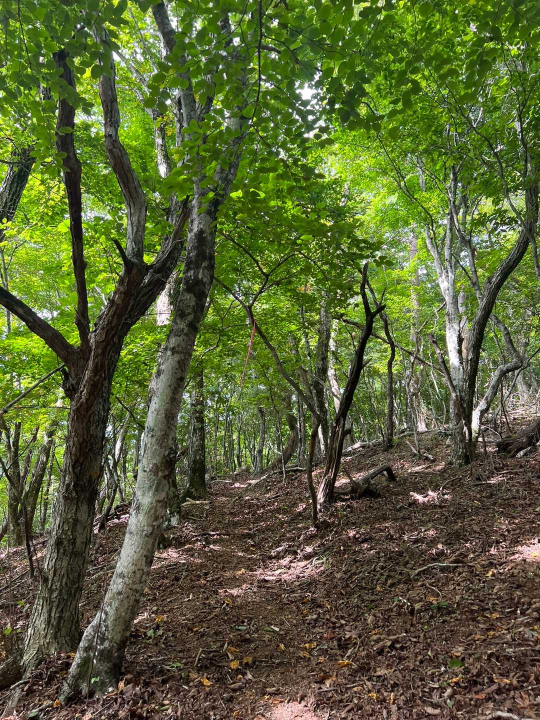 滝戸山登山口-滝戸山 往復コースの写真