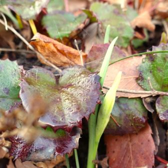 開花を探したおす。
イワカガミが開花する前の芽がやっとミッケ。
残念。