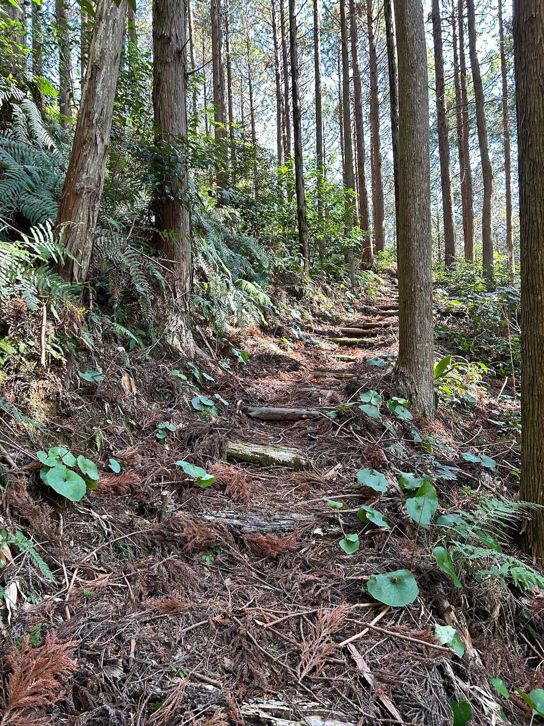山道らしくなってきた