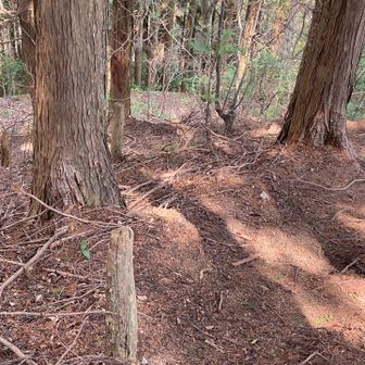 奥に林道の平場。廃道みたいに荒れてます。