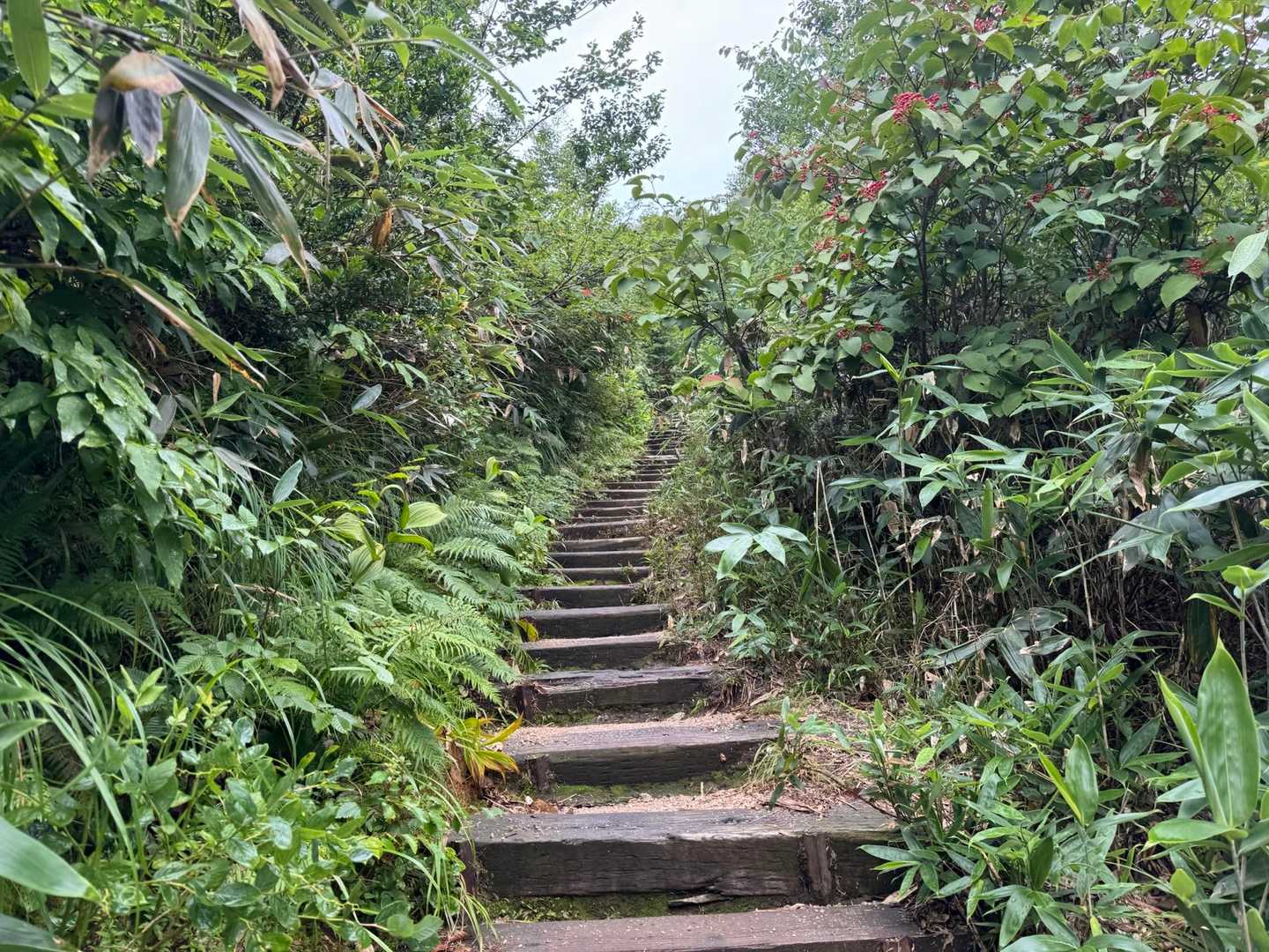ここから本格的な登山道へ。
長い遠見尾根の始まり。