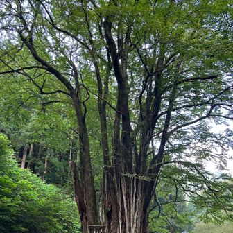 糸井の大カツラ