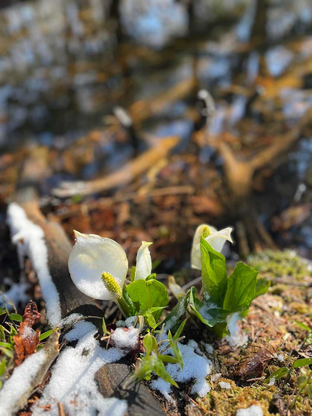 水芭蕉