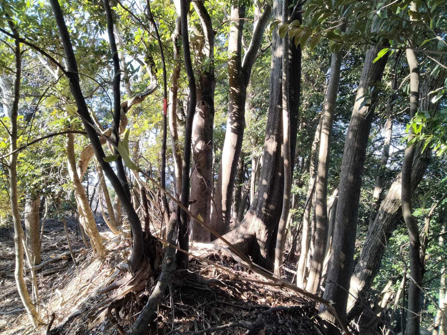 三浦三良山（みうらさぶろうやま）の一番高そうな場所
