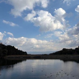 寒々しい池に可愛い水鳥がたくさんいました