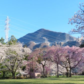 ｷﾀ━(ﾟ∀ﾟ)━!🌸からの～ブコーさん＠羊山公園。これで決まりでしょう🤩