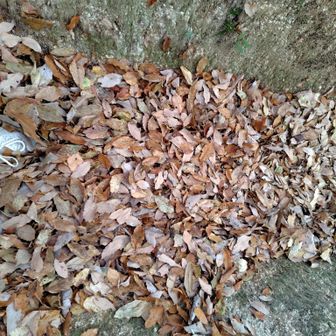 鳴川峠手前から十三峠過ぎ迄は固いツルツル滑るコナラの落葉地獄🍂
思ったように走れなかった💦