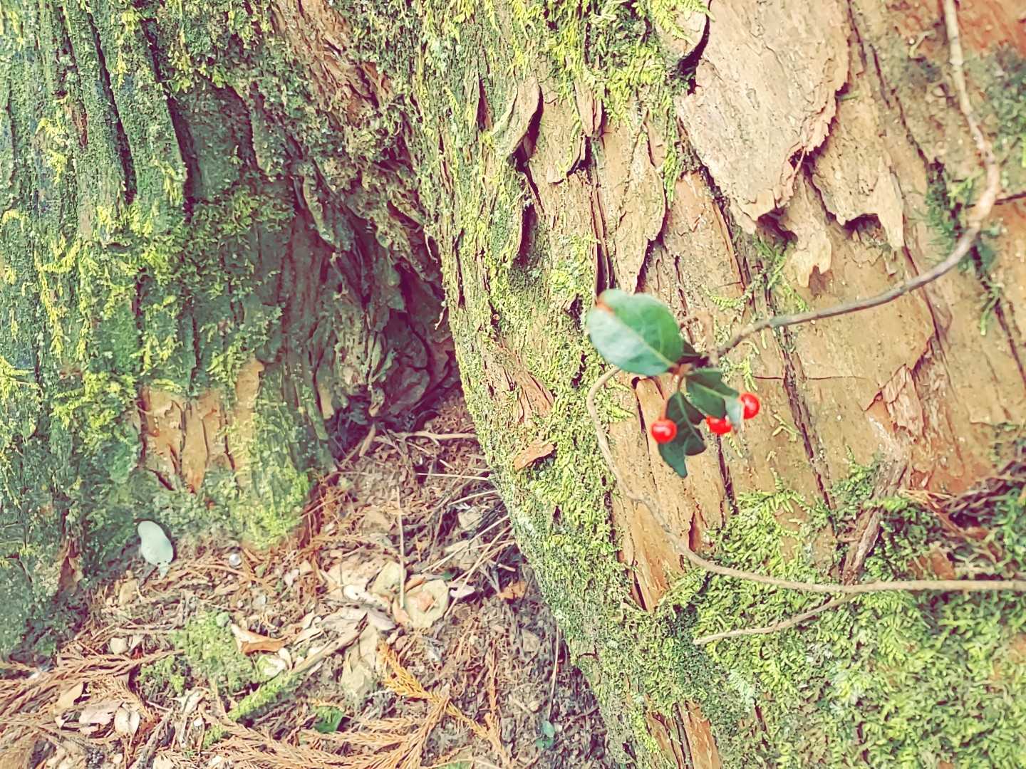 鷲子山上神社-鷲子山 往復コースの写真