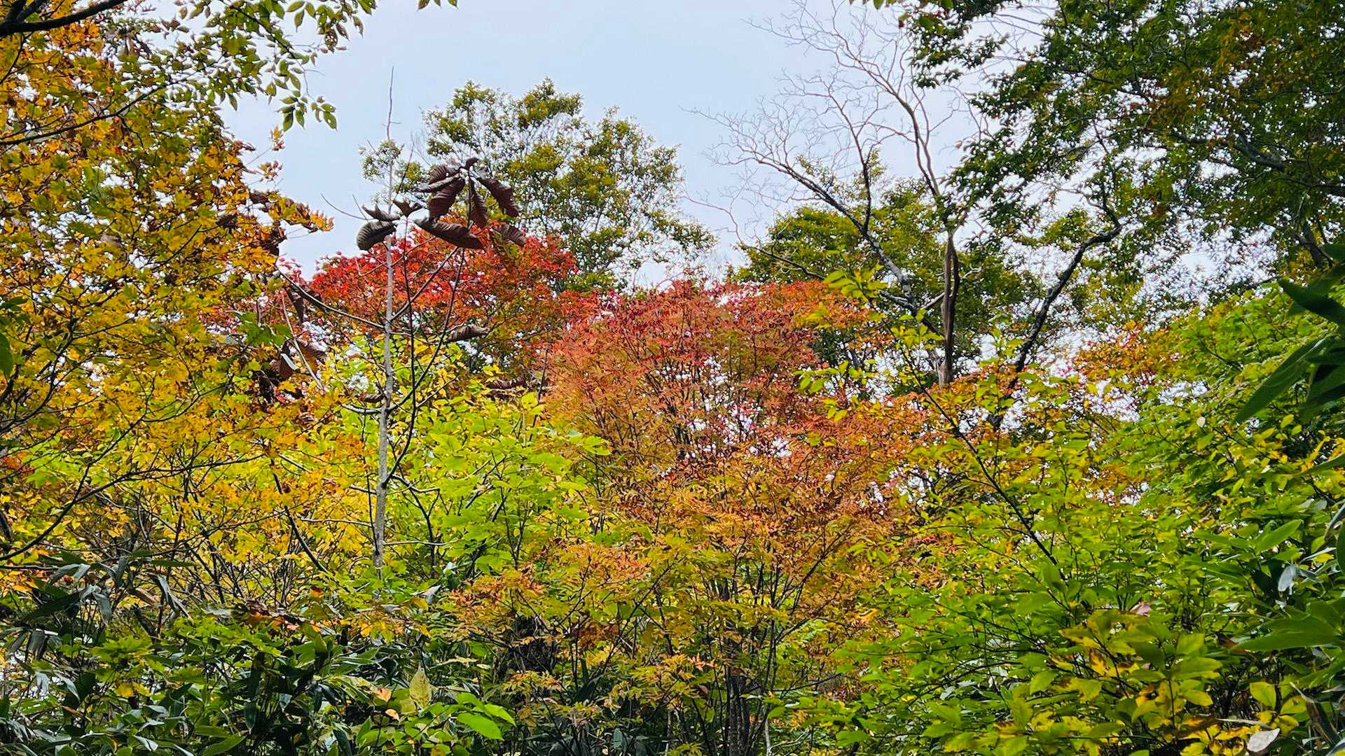 大釜温泉登山口-烏帽子岳 周回コースの写真