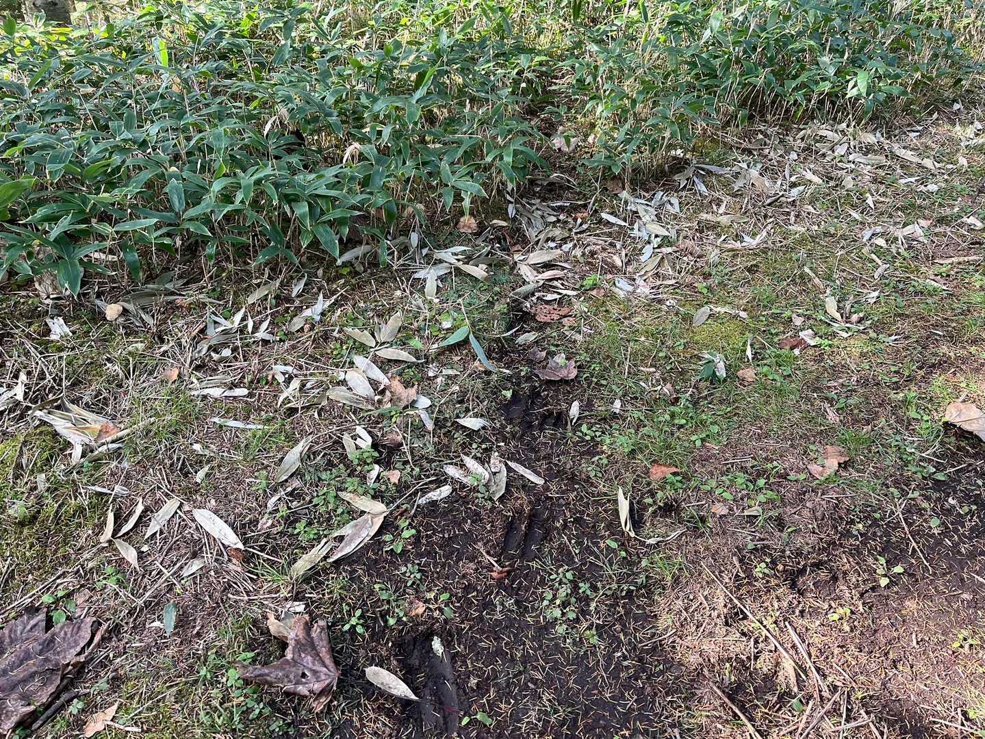 鹿の足跡多数（獣道）
熊の足跡は見当たりませんでした