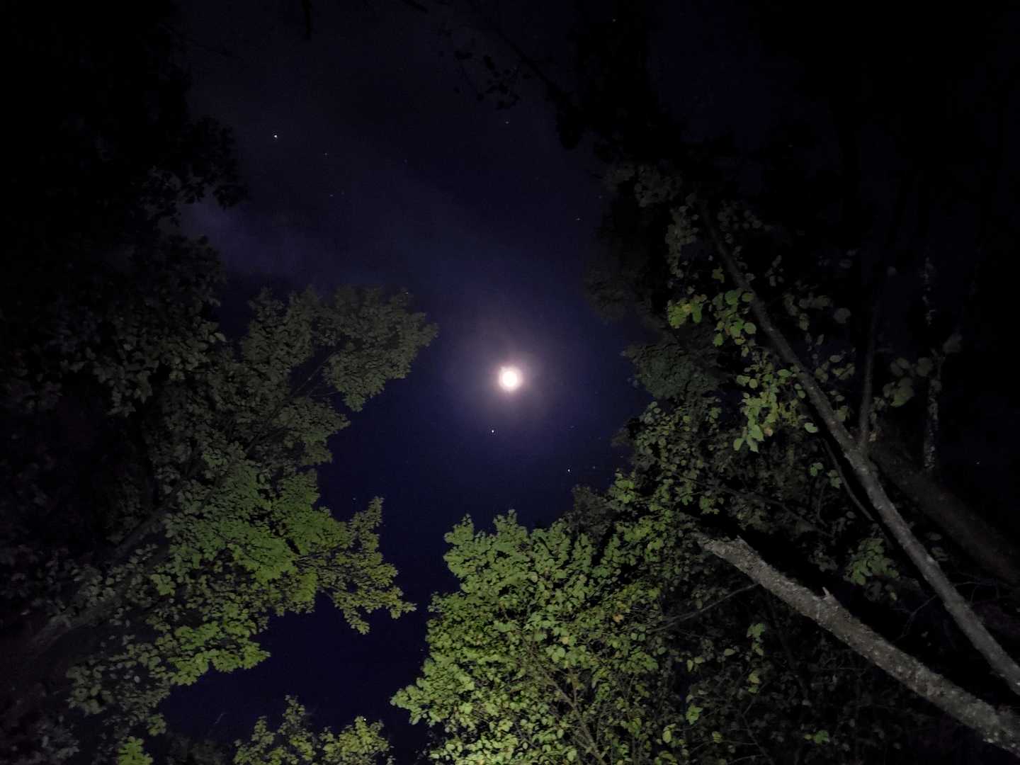 見上げれば月と火星の桜坂