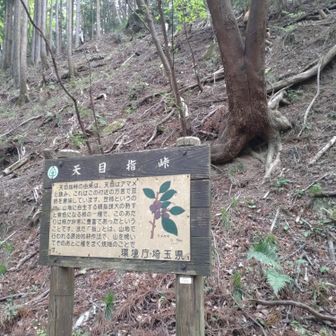 下りの最下点
ここから大きく登り直し