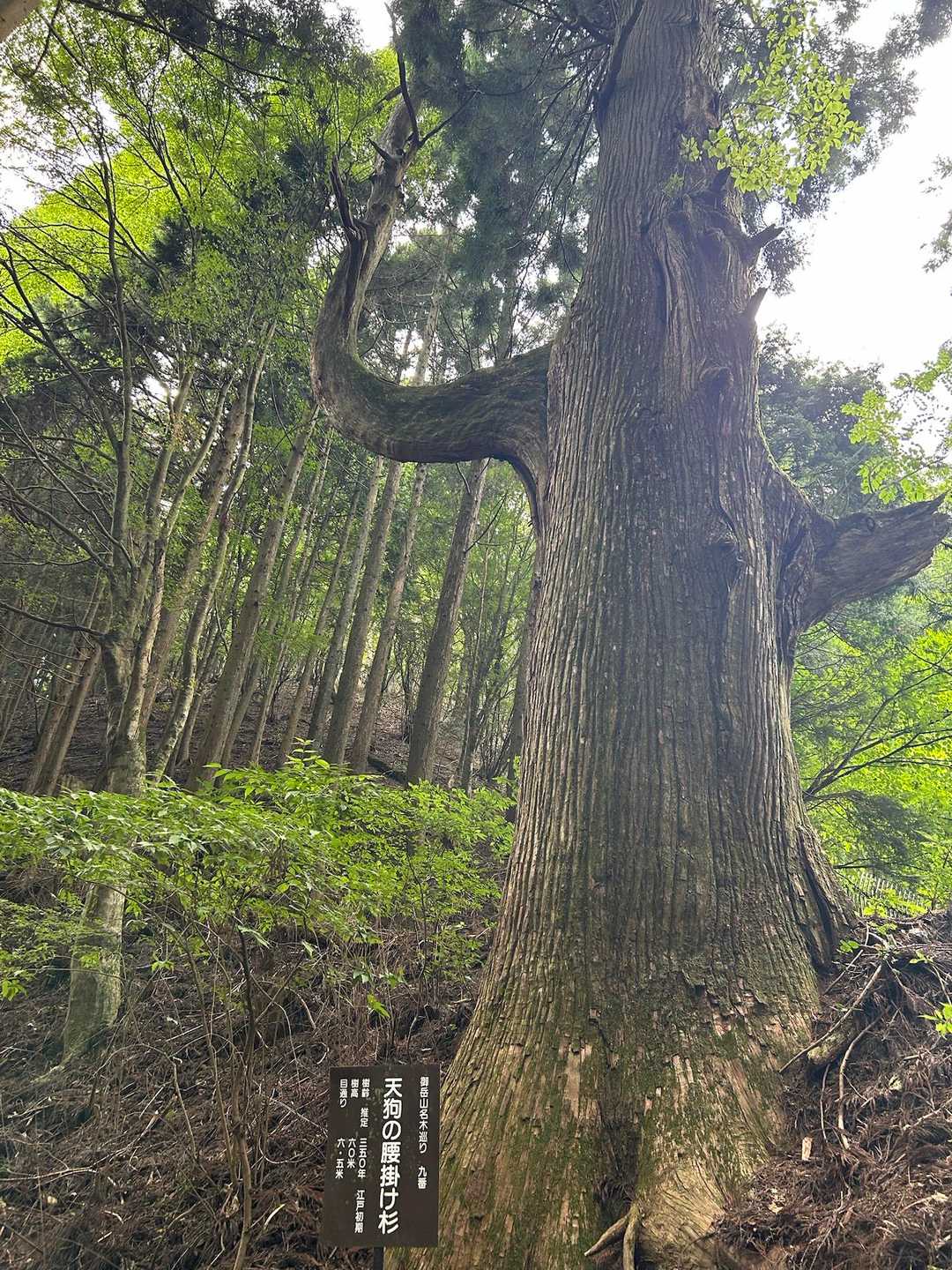 見れば見るほど不思議な感じ