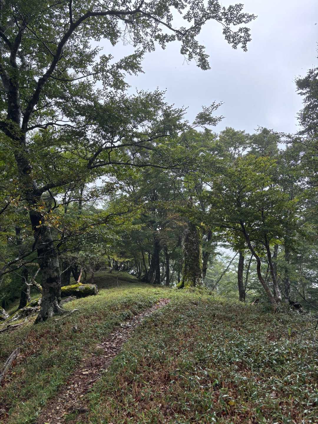 弥山登山口-行者還岳 往復コースの写真