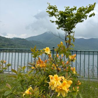 こんな所に黄色いツツジ💛
バックは雲が掛かった黒檜山⛰️