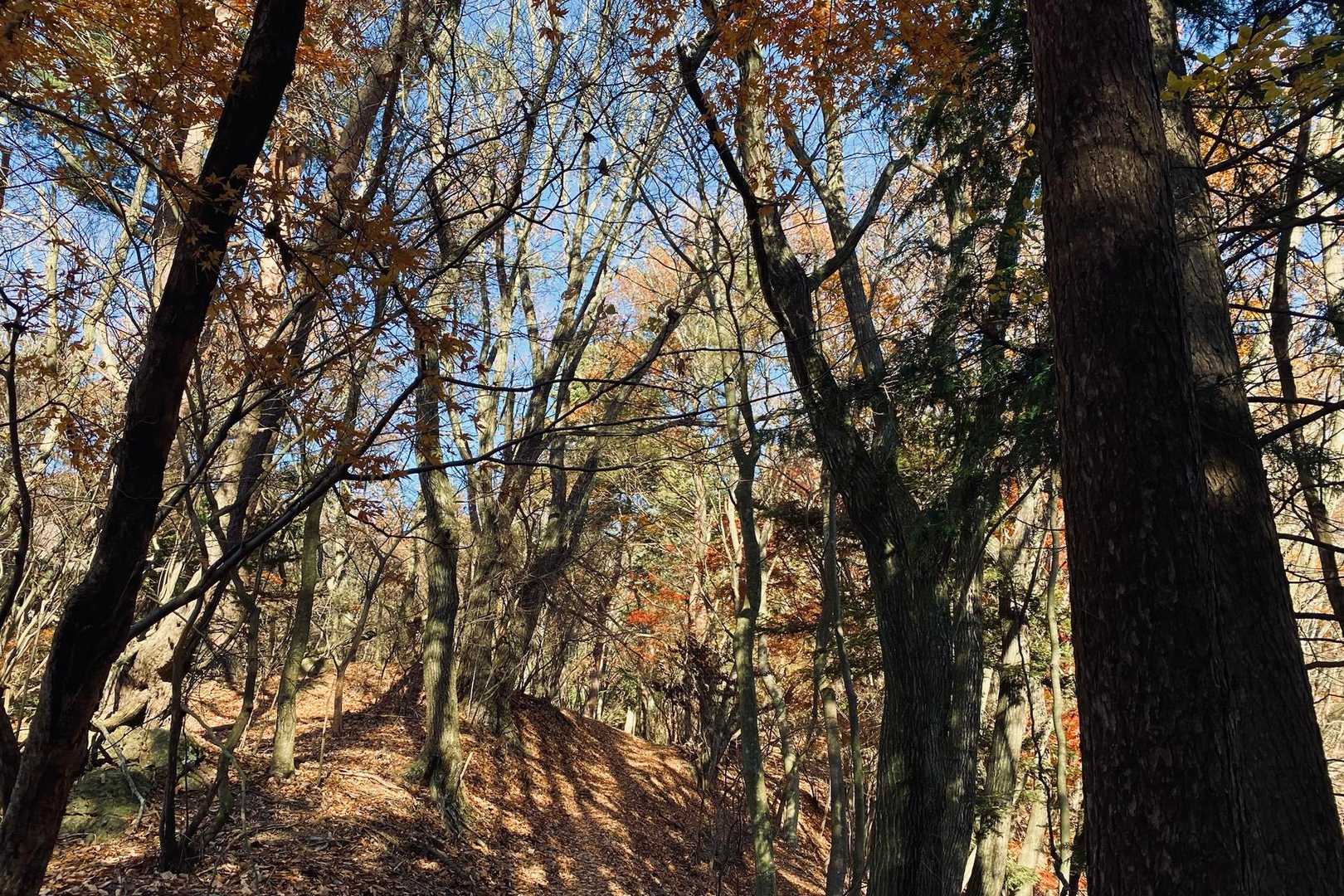 紅葉は終わりだけど、落ち葉のフカフカも気持ち良いねぇ🍂