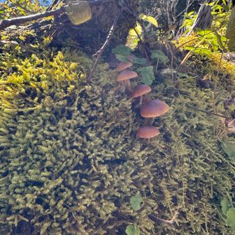 可愛い🍄ありーの