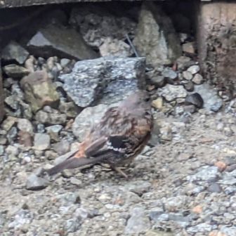 一の越山荘で休憩中、イワヒバリに遭遇♪
