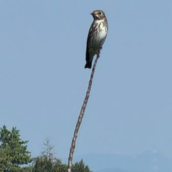 偶然気に止まった鳥