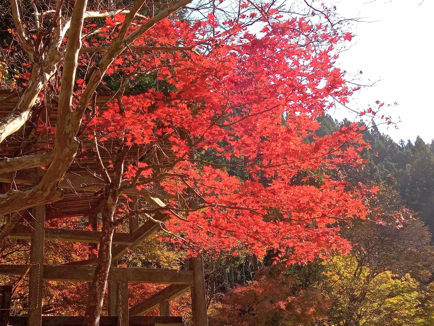 むちゃ綺麗🍁🍁🍁