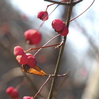 車道を横切る手前で、マユミを見つけた