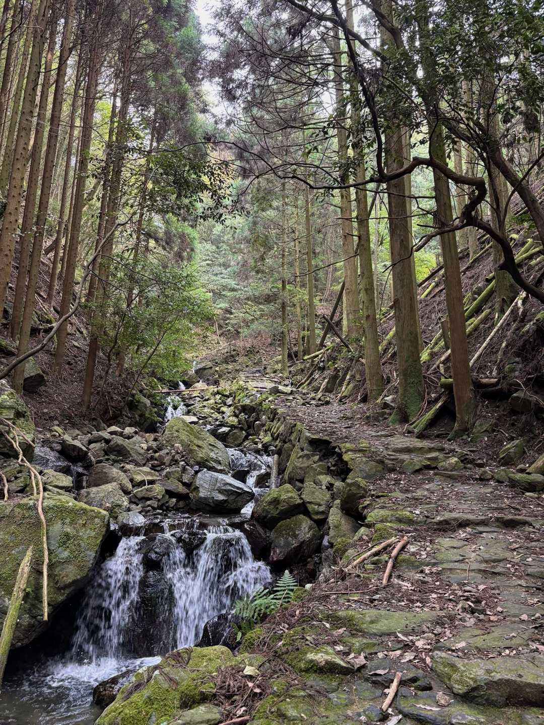 急登が増えるけど気持ちいい道です