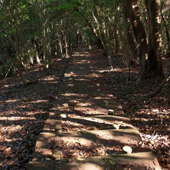 実際、この先で体長70～80cmのイノシシと距離10m弱で2回「オハヨウゴザイマス」した
...ってか、下りの階段が非常に長い💦