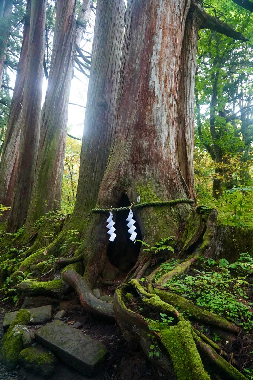 熨斗のある大杉