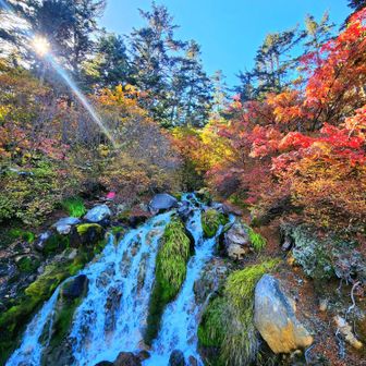 冷泉小屋前の滝も綺麗に色づき始め🍁