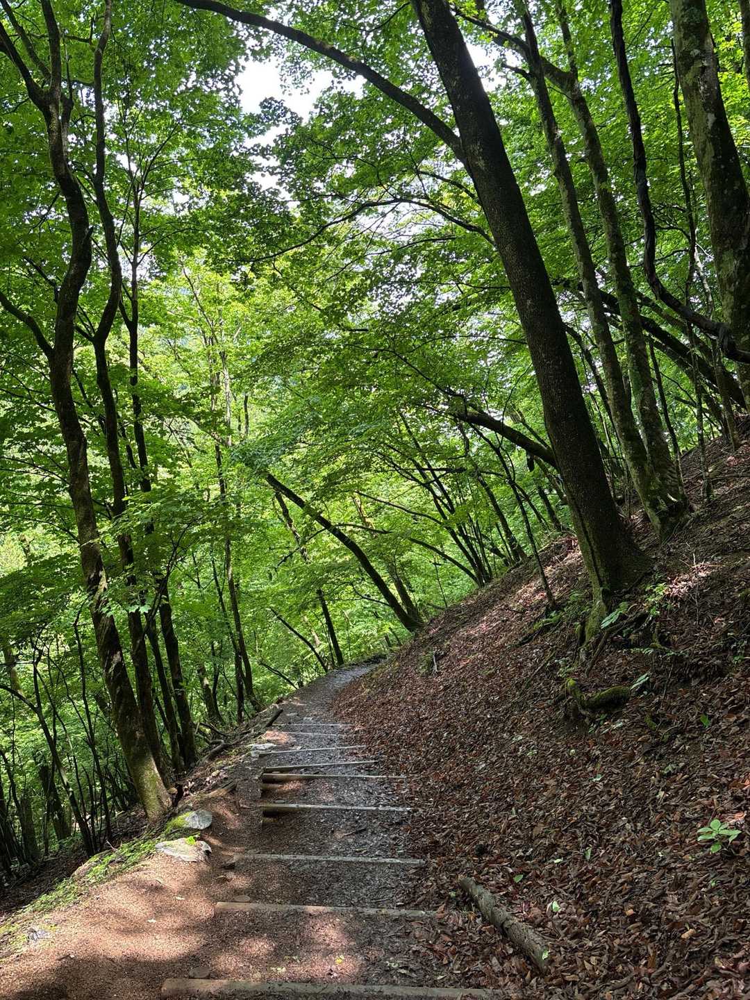 御岳山駅-御嶽神社-御岳山-鍋割山-芥場峠 周回コースの写真