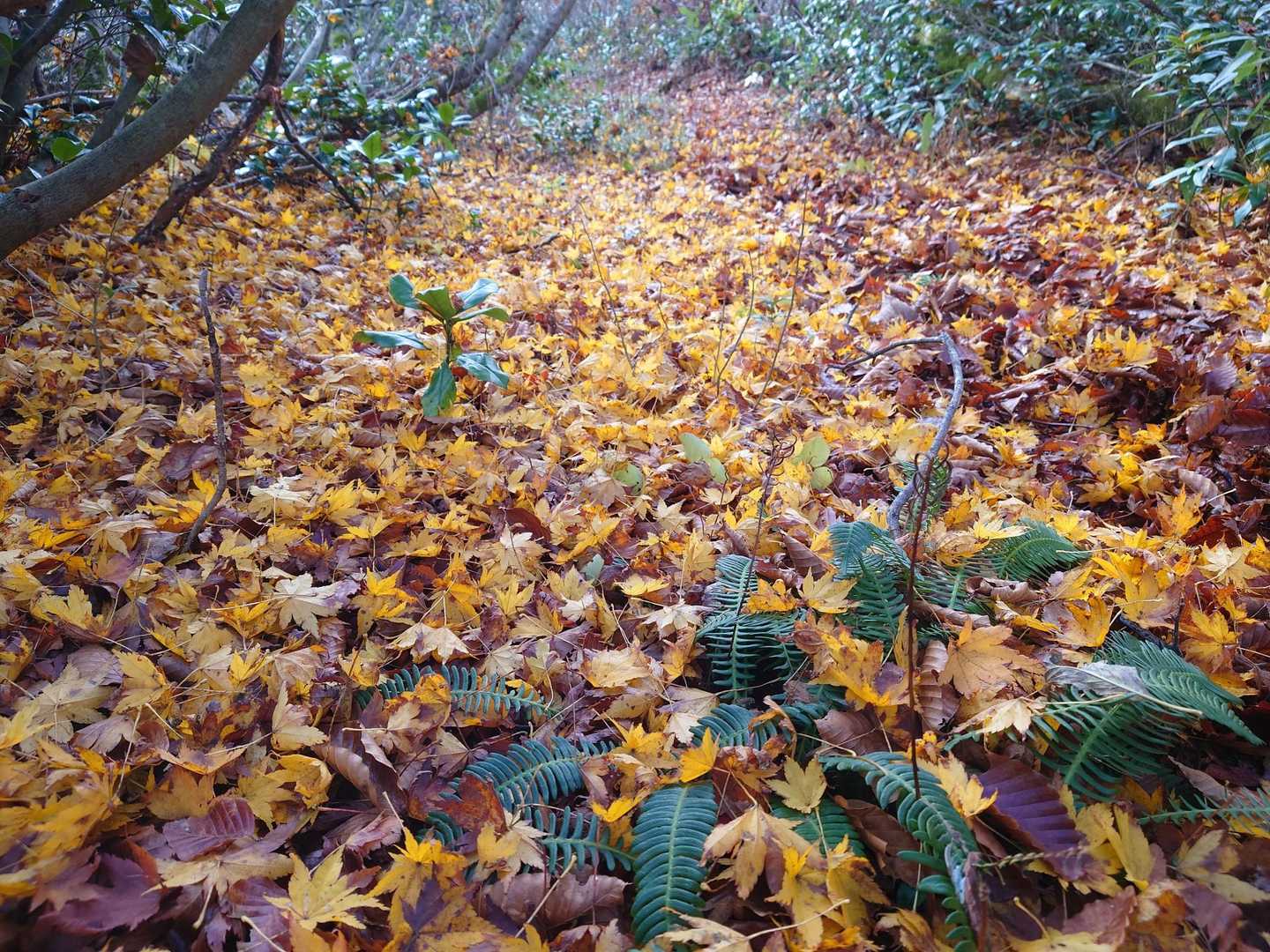黄色紅葉の道