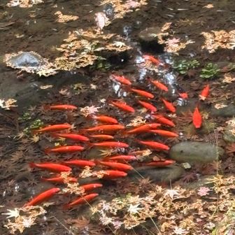 下の池には、赤い鯉がたくさん