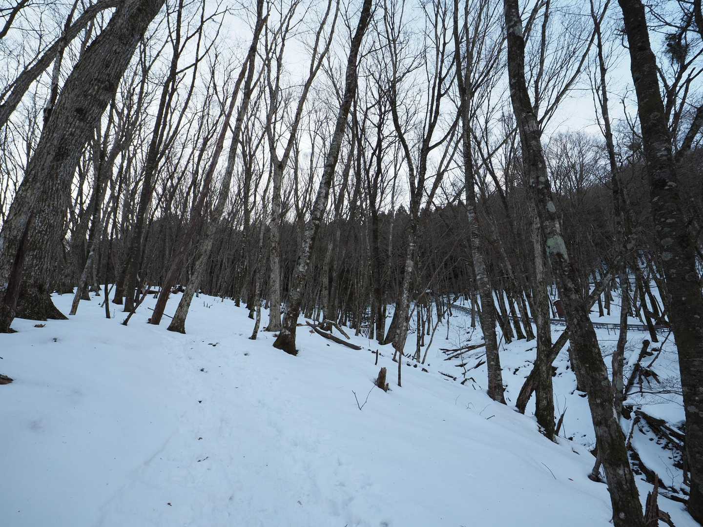 三嶺 往復コースの写真
