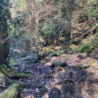 入口見失い　獣道に誘われてそのまま迷い込みルートロス😅　早くも遭難しかける