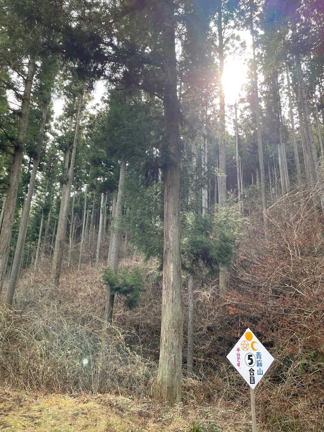 5合目