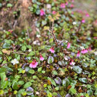 それでも、北横岳への登りは辛かった….
道中では、お花畑が心を慰めてくれました🥲