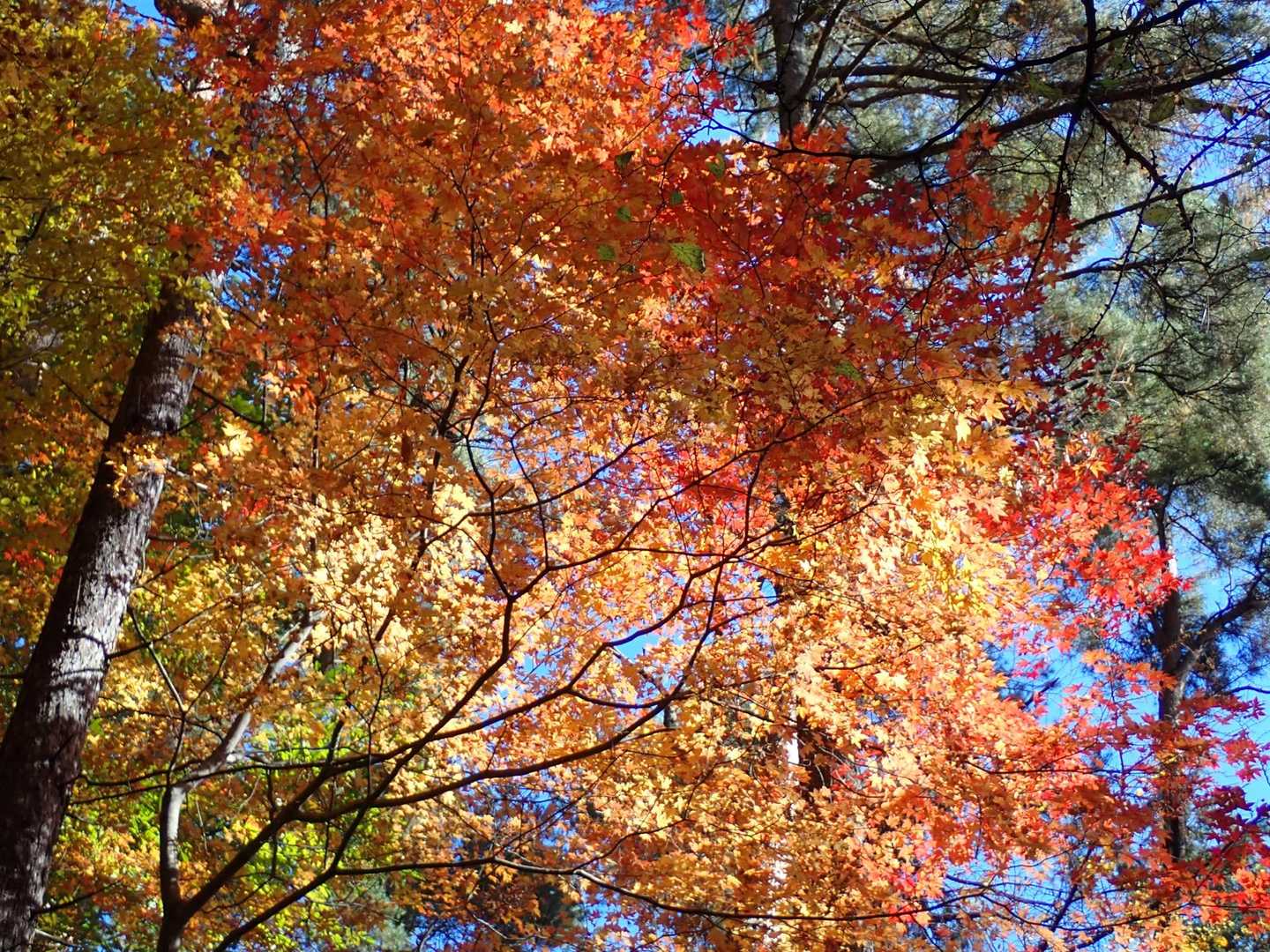 綺麗だな〜
紅葉が見られて嬉しい☺️