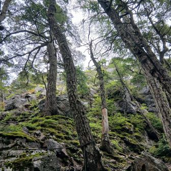 武信白岩山
YAMAPルールで登ったことになっていますが、すごい岩
巻かせてもらいました
