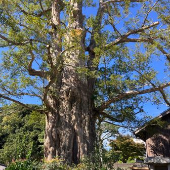 白川の石抱きカヤ。
樹齢350年以上の根元に石柱を抱き込むように成長した榧の木。